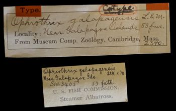 Media type: image;   Invertebrate Zoology OPH-2340 Description: Labels for this specimen included in the specimen tray.;  Aspect: labels